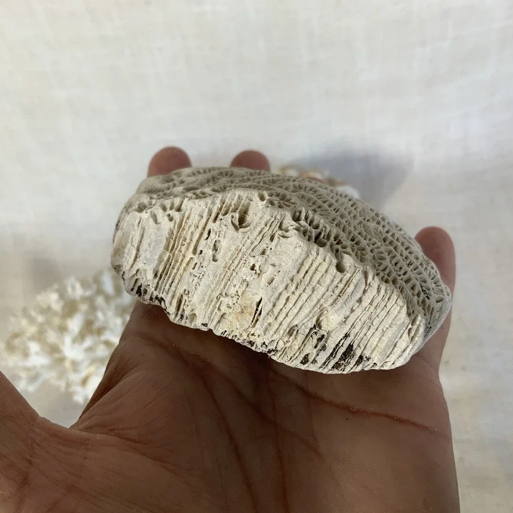 Natural Sea Finger Branch Brain Assorted Coral‎  Aquarium Decor